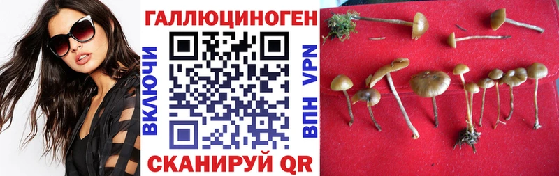 Псилоцибиновые грибы Psilocybine cubensis  Купить где  Кизилюрт 